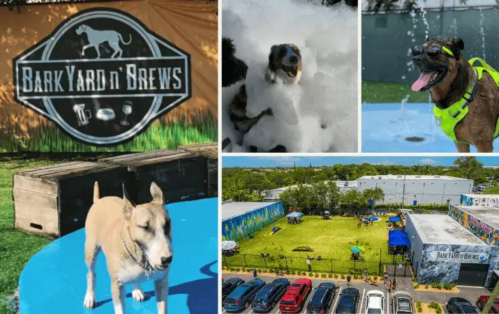 Collage of dogs playing at 'Bark Yard n' Brews' with outdoor seating and parking area.