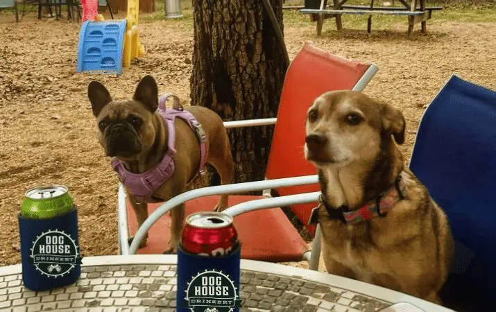 Two dogs sitting on chairs at an outdoor table with drinks in koozies.
