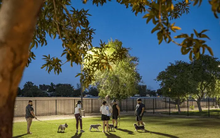 People walking dogs in a park at dusk, with trees and a fence in the background.