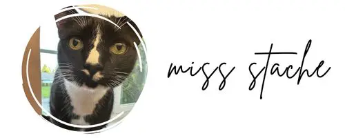 Picture of a cat with a Miss Stache signature