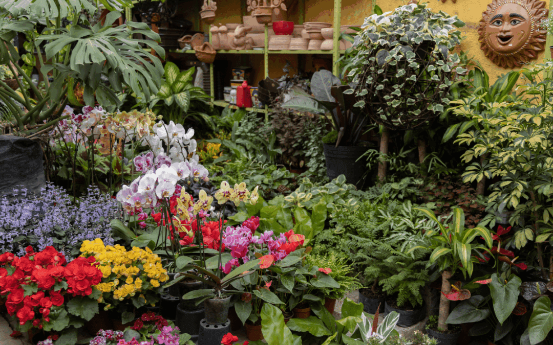 Athens’ Top Plant Nurseries: (More Than) Worth a Trip