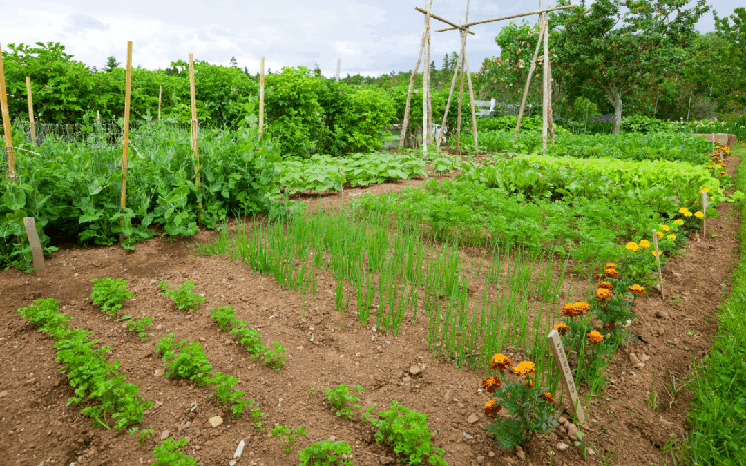 Illinois Growing Guide: Seasonal Flowers, Fruits & Vegetables