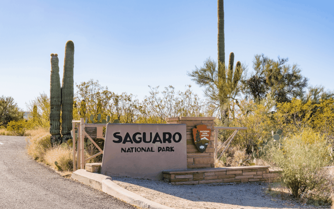 Best Wildlife Viewing in Arizona: Locations, Species & Tips