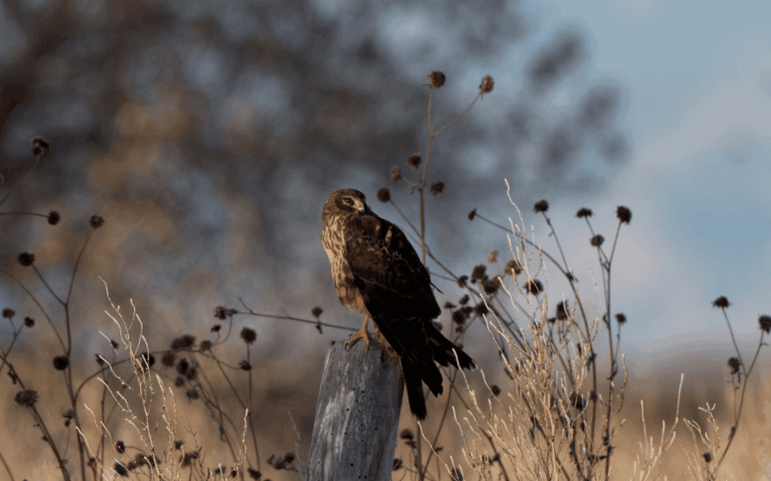Best Wildlife Viewing in New Mexico: Expert Tips & Sites