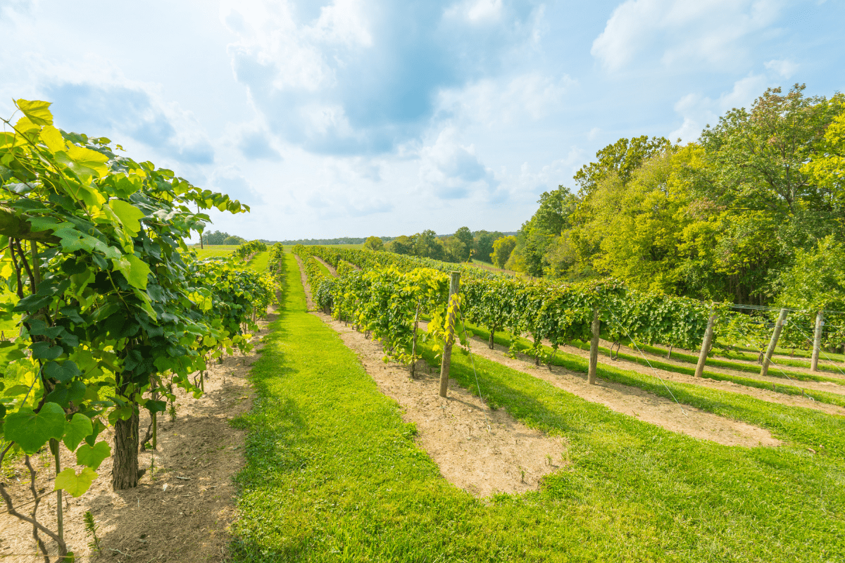A lush vineyard with rows of grapevines stretches into the distance under a partly cloudy sky, surrounded by green trees.