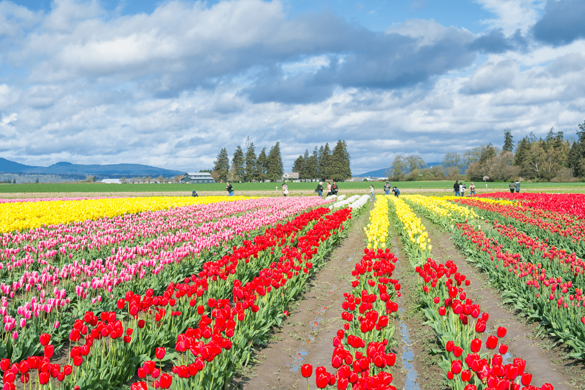 A vibrant field of red, yellow, and pink tulips stretches into the distance under a partly cloudy sky, with people walking among the rows and trees in the background.