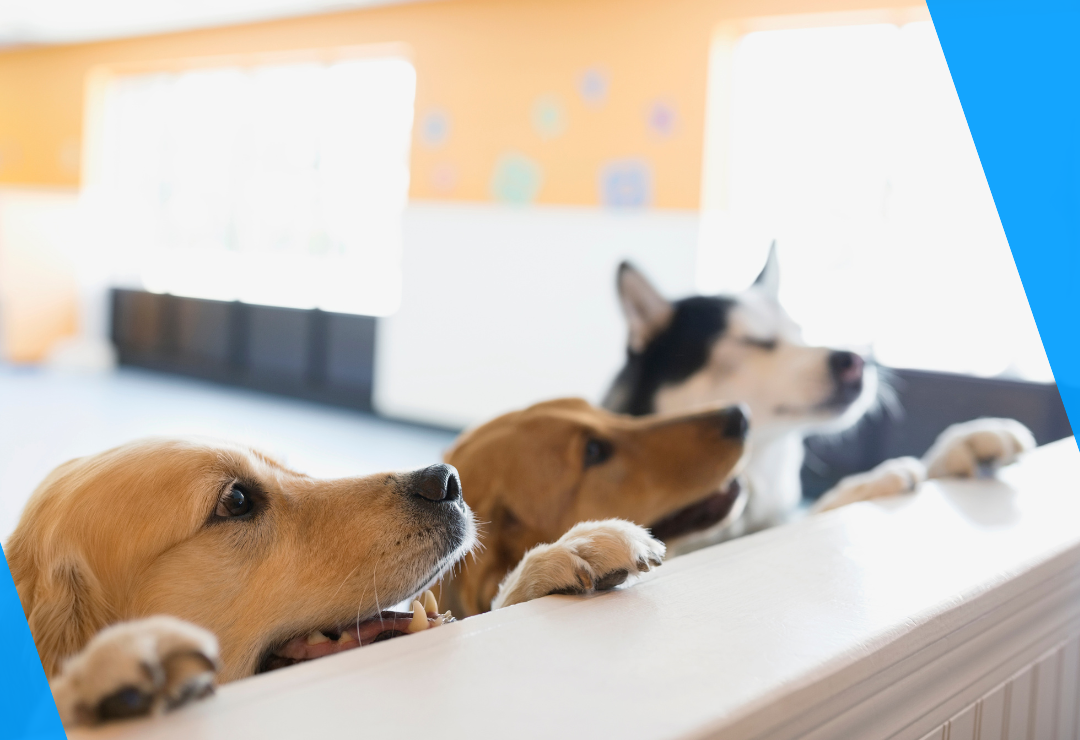 Three dogs peeking over a white fence in a brightly lit room.