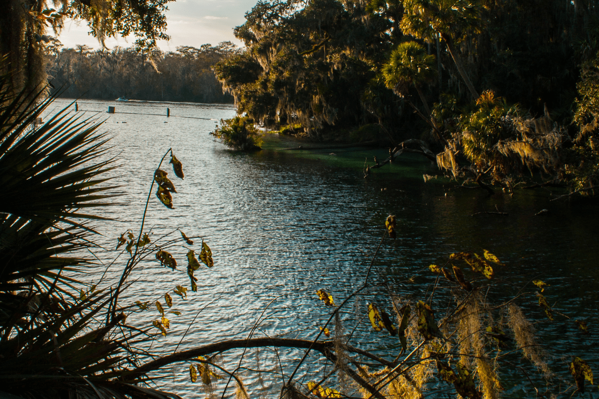 A serene river scene with overhanging trees and foliage, casting reflections on the water under a partly cloudy sky.