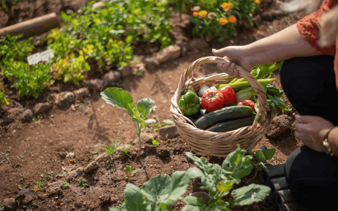 Arizona Gardening Guide: Desert Tips for Extreme Heat Success