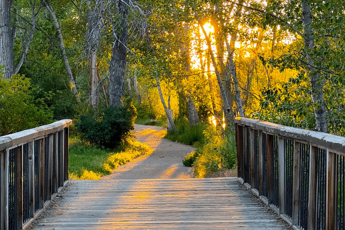 A wooden bridge leads to a sunlit forest path, surrounded by lush green trees and bathed in the warm glow of the setting sun.