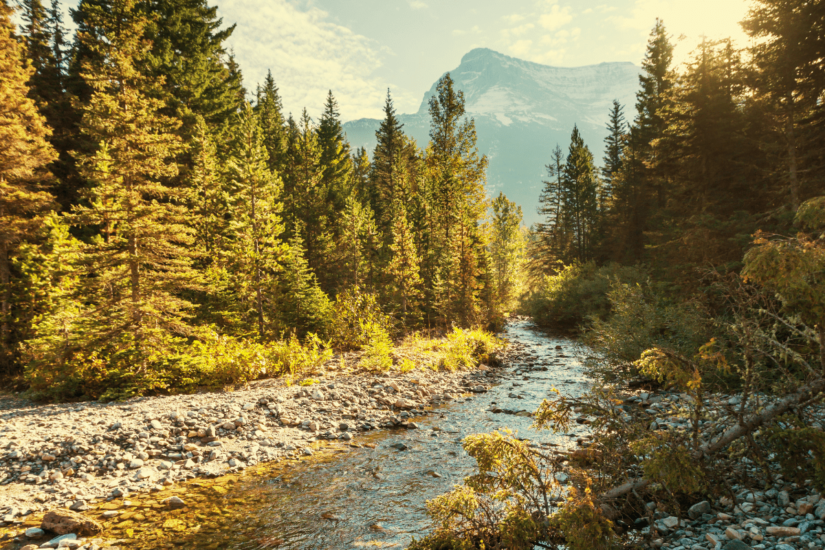 A serene mountain stream flows through a sunlit forest with tall evergreen trees, leading towards a distant snow-capped peak under a partly cloudy sky.