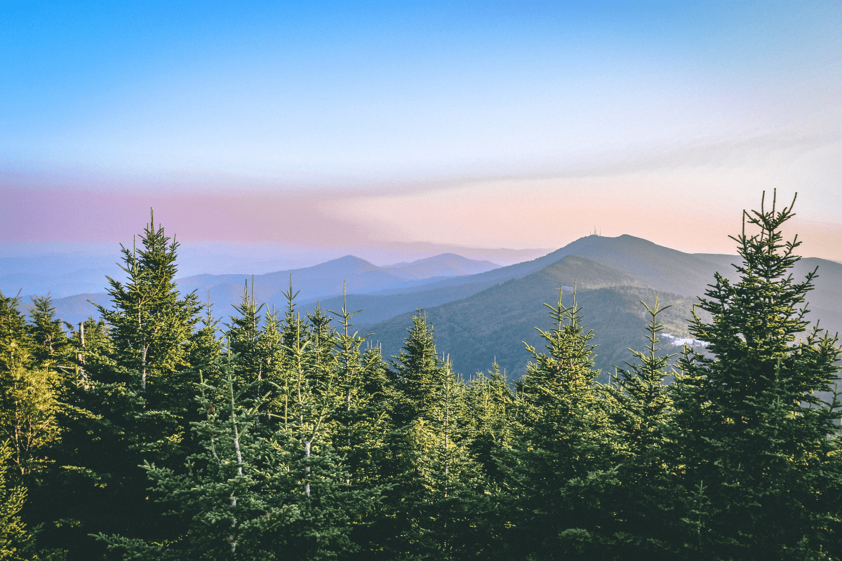 A serene landscape of evergreen trees in the foreground with layers of misty blue mountains under a pastel-colored sky at sunrise or sunset.