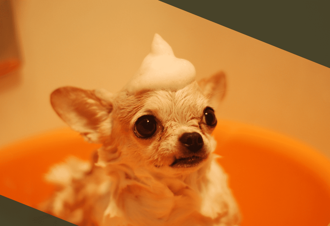 Chihuahua with soap on its head, sitting in an orange tub during a bath.