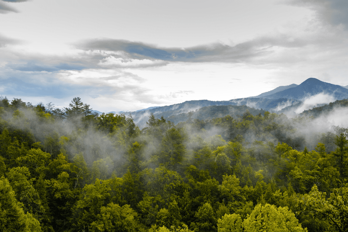 A lush green forest with mist rising among the trees is set against a backdrop of distant mountains under a cloudy sky.