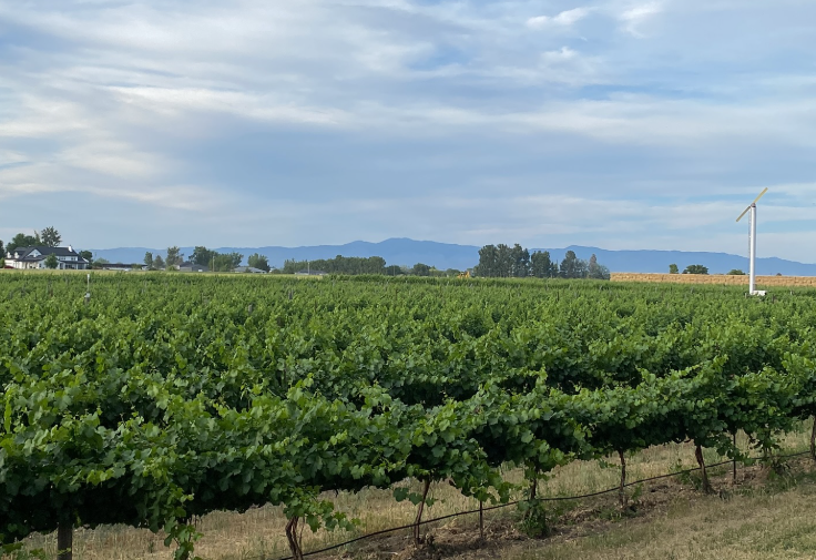 Vineyard landscape with rows of grapevines, distant mountains, and a wind turbine under a cloudy sky.