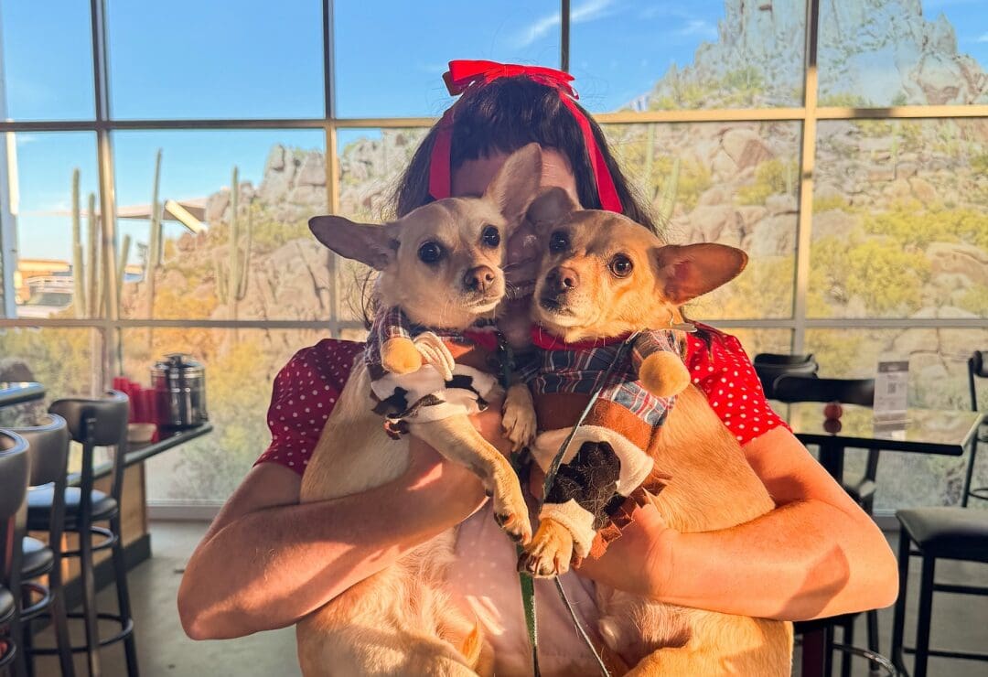 Person holding two small dogs dressed in costumes, with a desert landscape visible through the window.