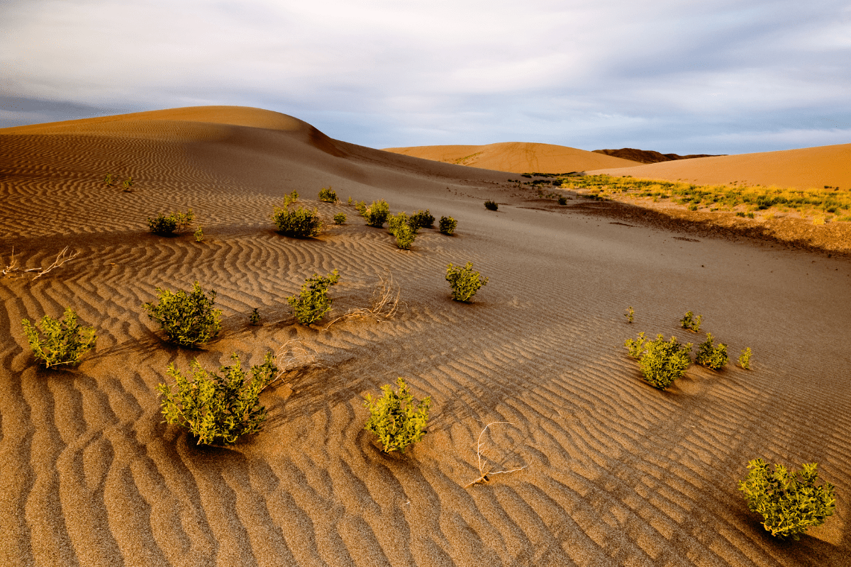 A desert landscape with rippled sand dunes, scattered green shrubs, and a cloudy sky in the background.