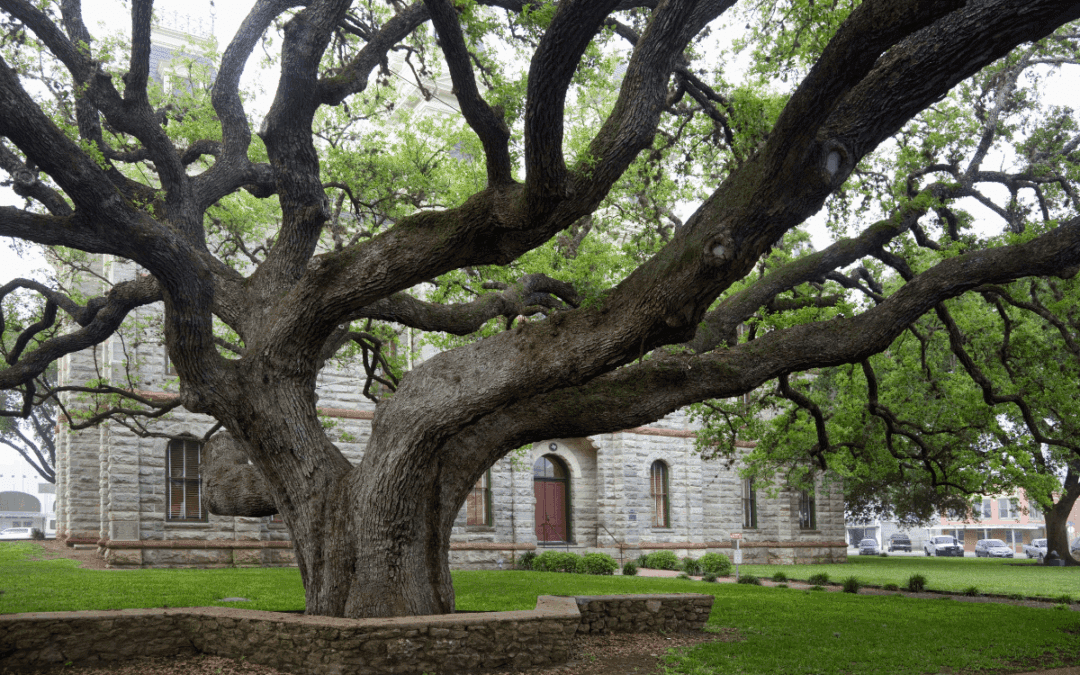 Corpus Christi Day Trips: 7 Must-Visit Destinations