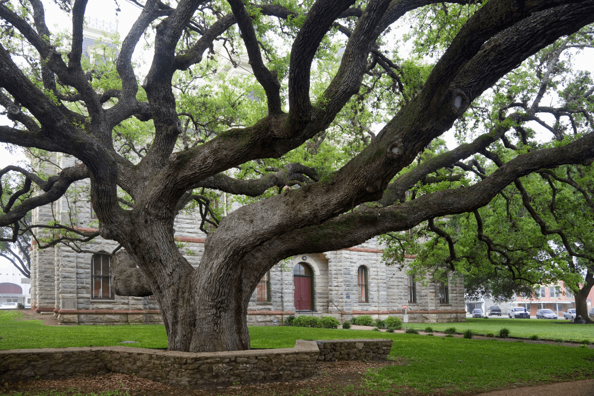 A sprawling, ancient oak tree with thick, twisting branches stands prominently in front of a historic stone building, surrounded by lush green grass.