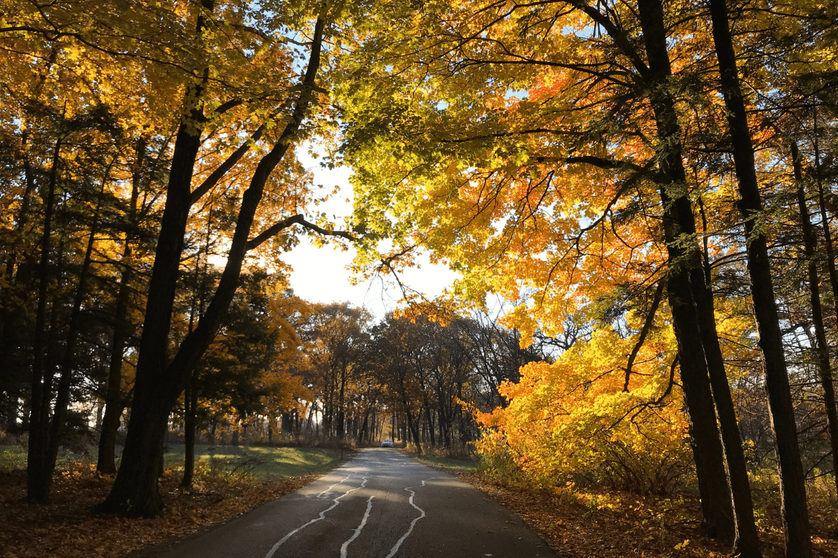 A scenic path winds through a forest with vibrant autumn foliage in shades of yellow and orange, illuminated by sunlight filtering through the trees.