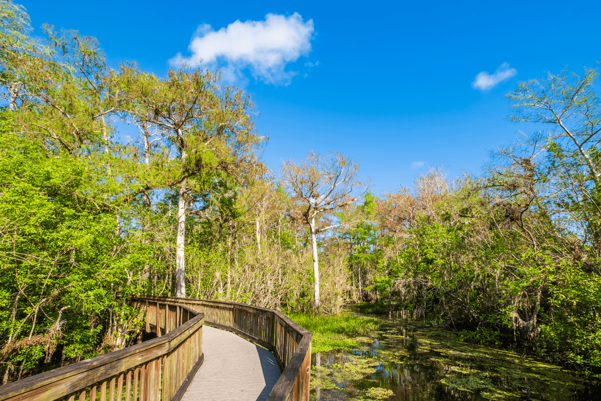 A wooden boardwalk curves through a lush, green wetland area under a bright blue sky with scattered clouds.