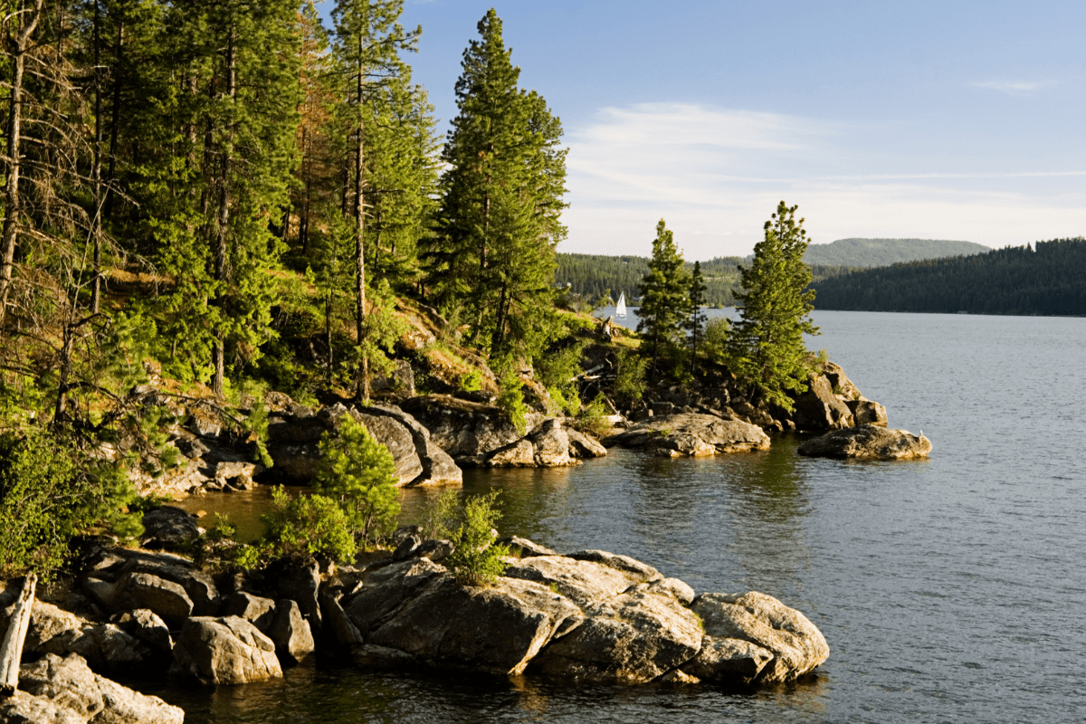 A serene lakeside scene with rocky shores and dense pine trees under a clear blue sky, reflecting the tranquility of a forested landscape.