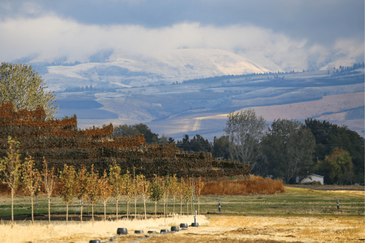 A scenic landscape with rows of young trees in the foreground, rolling hills in the middle, and distant mountains partially covered by clouds in the background.
